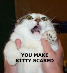 Kitty scared this Halloween.