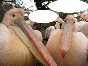 Sprekende pelikanen